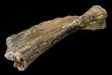 Partial Fossil Edmontosaurus Humerus - South Dakota #145877-5